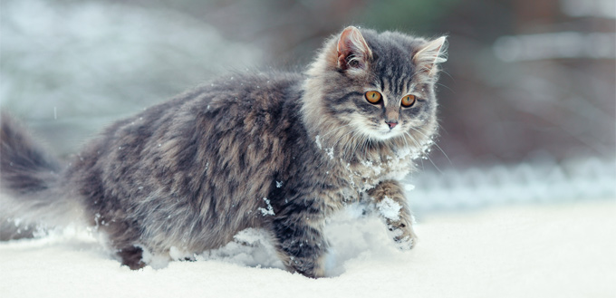 cat in the snow