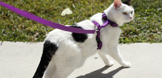 cat on the leash