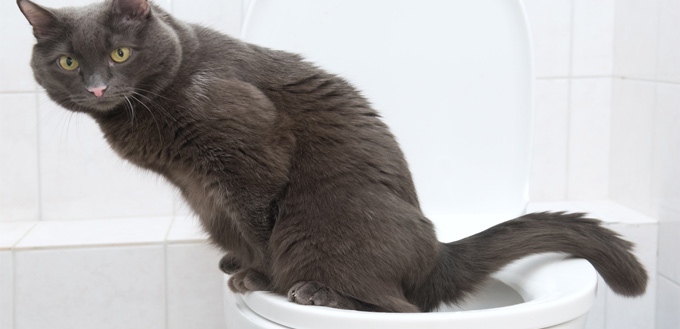 cat on the toilet seat