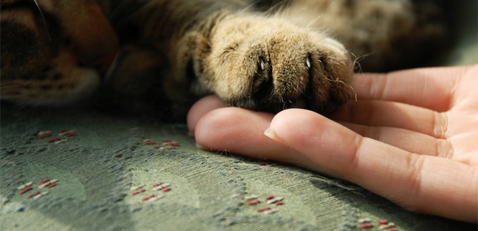 cat shaking hands