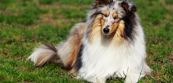 collie with swollen face