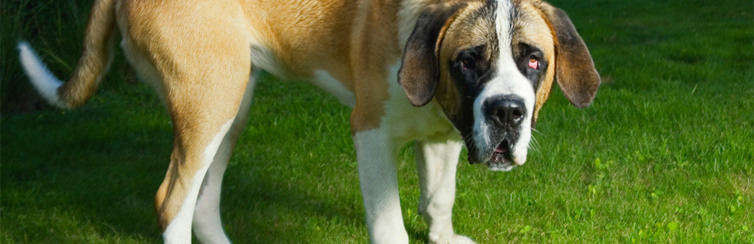 common fears and phobias in dogs