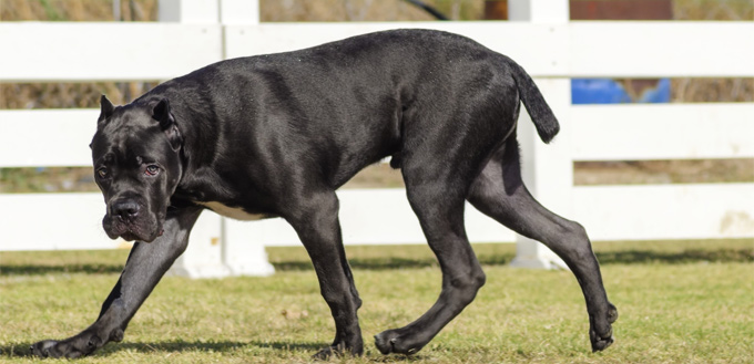 cropped ear dog