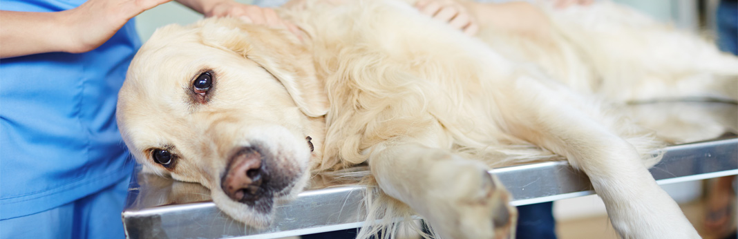 dog food for struvite bladder stones