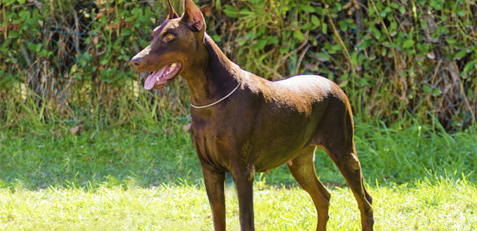 doberman cropped ear