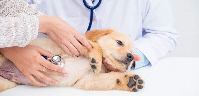 dog bladder stone examination