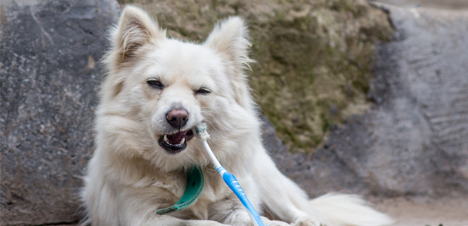 dog brushing teeth