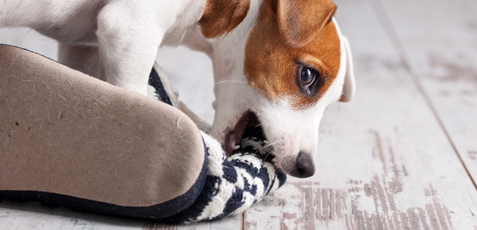 dog chewing slippers