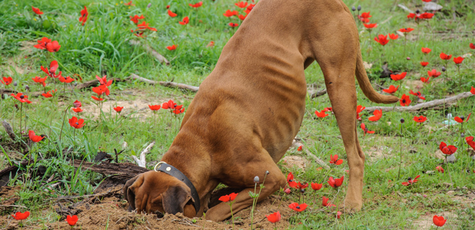 dog digging in the garden