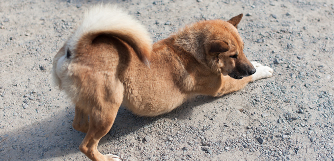 dog doing yoga