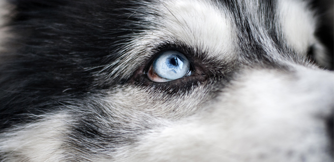 dog eyes