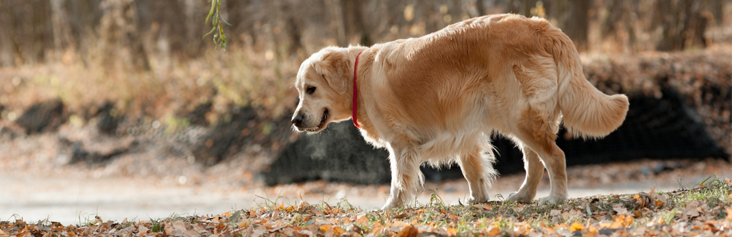 dog in a park