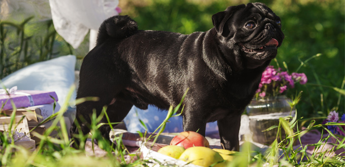 dog on the picnic