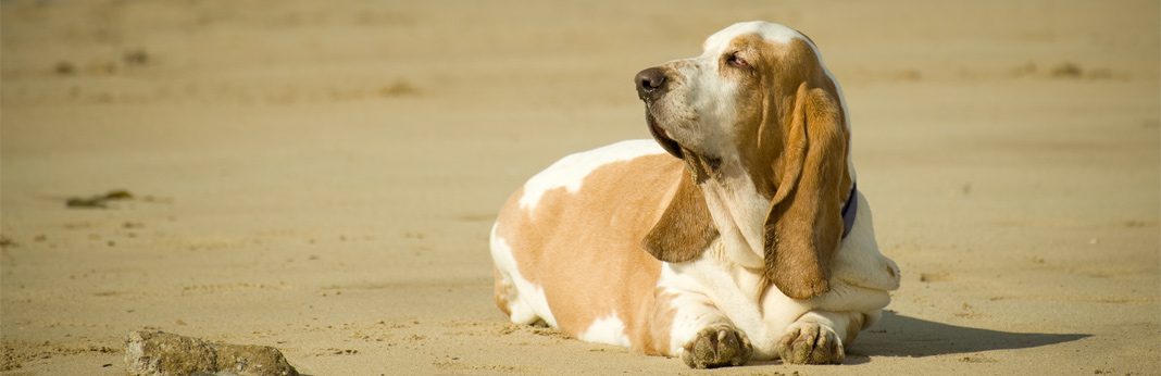 pregnant dog vomiting yellow