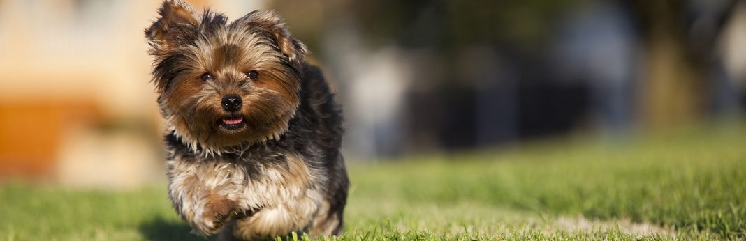 small dogs that need rehoming
