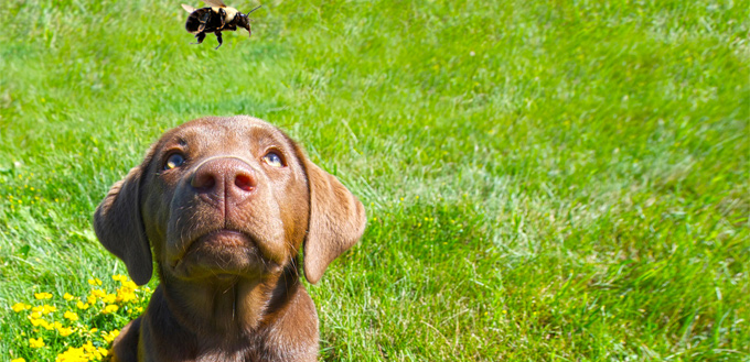 dog running to catch a bee