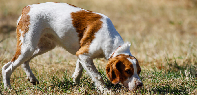 dog sniffing