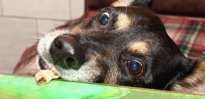 dog stealing food from a counter