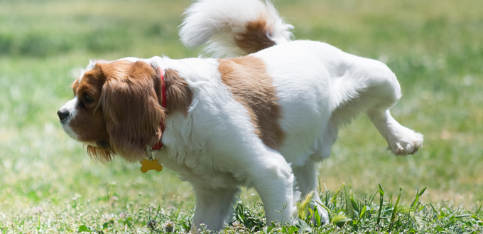 dog urinating