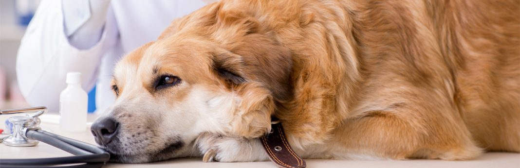 Light Brown Vomit Dog toxoplasmosis