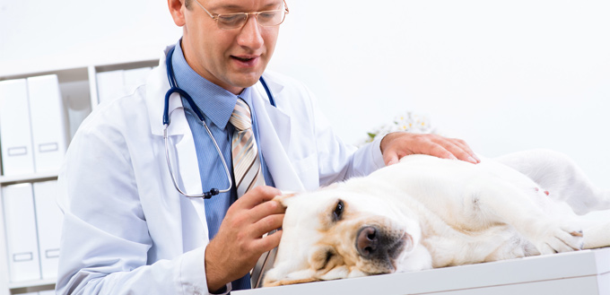 dog with a broken tail at vet's