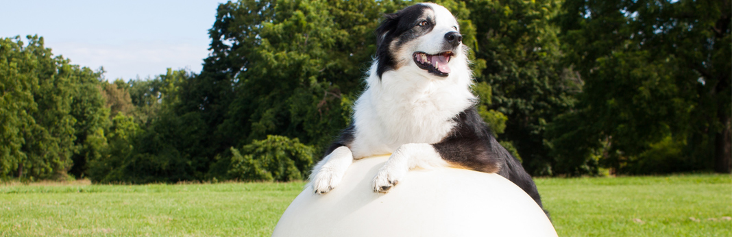 dog with yoga ball