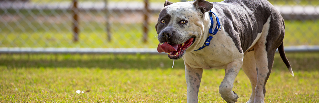 excessive drooling in dogs