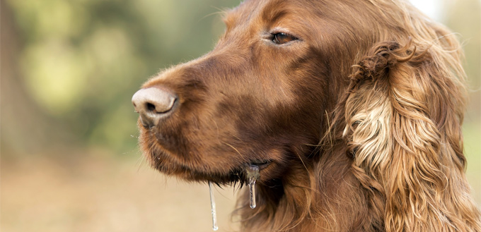 foam in canine's mouth