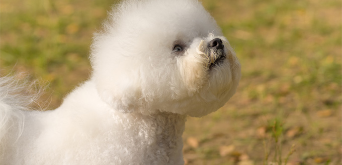 friendly bichon frise