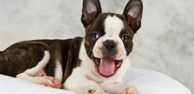 friendly boston terrier