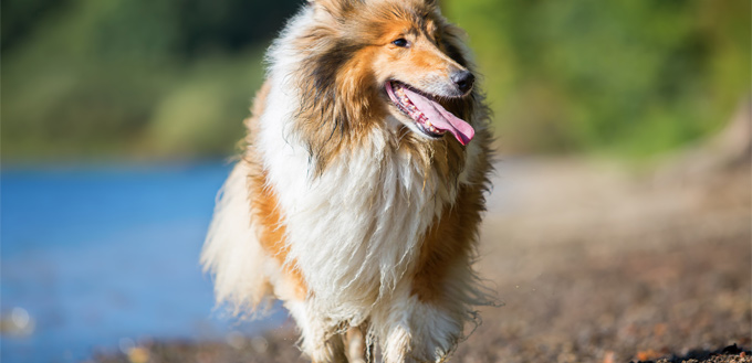 friendly collie