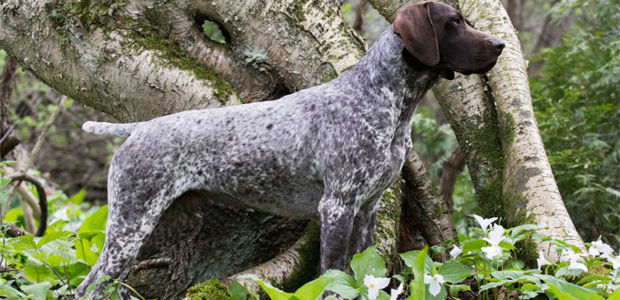 friendly german shorthaired pointer