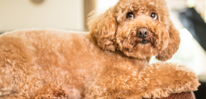 friendly labradoodle