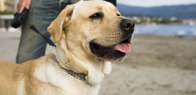 friendly labrador