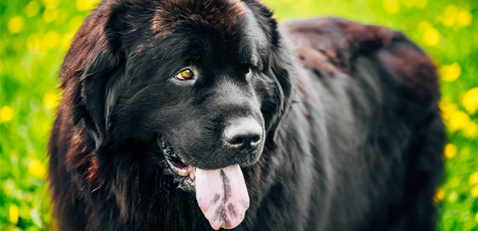 friendly newfoundland