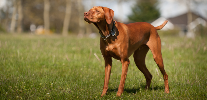 friendly vizsla