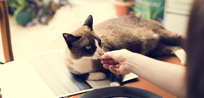 girl feeding a cat