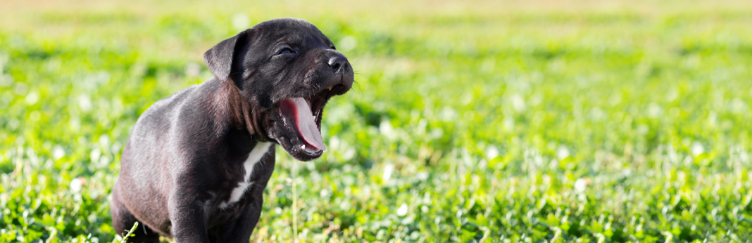 gum-disease-in-dogs