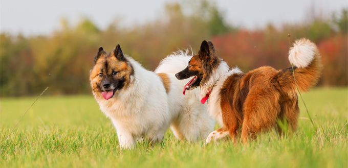 healthy dogs playing