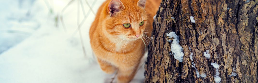 How Cold is Too Cold for Cats Tips To Keep Your Cat Warm