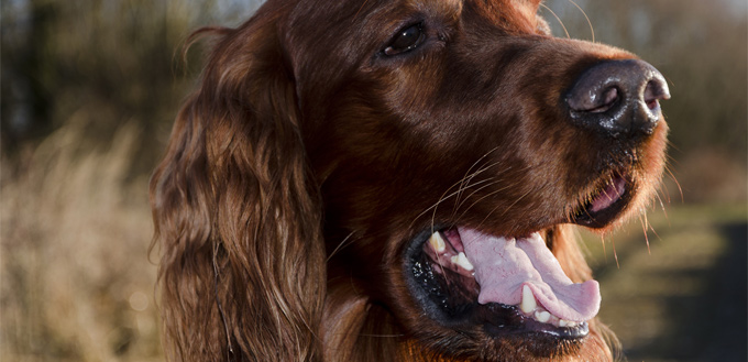 irish setter drooling