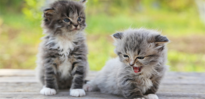 kittens affected by fading syndrome