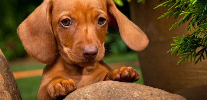 little puppy's paws