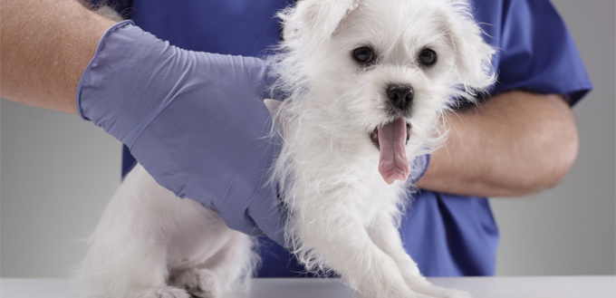 maltese pup at vet