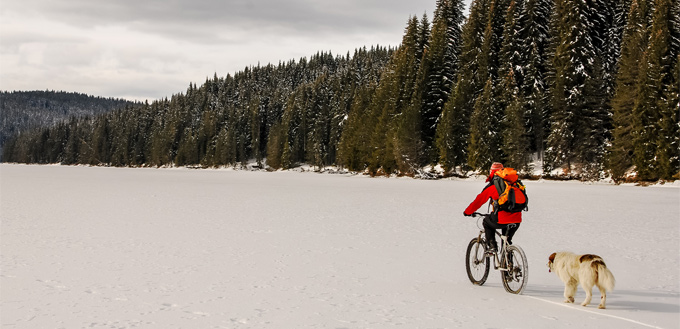 man and a dog mountain biking