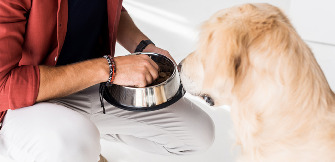 man feeding his retriever