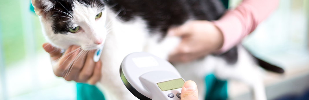 microchip for cats