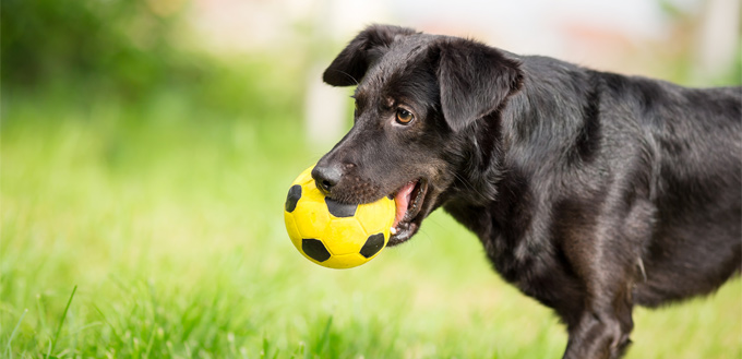 mixed breed dog