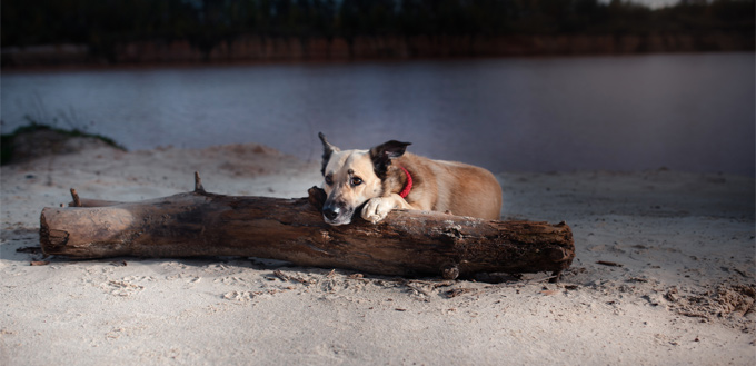 mixed dog breed on the beach