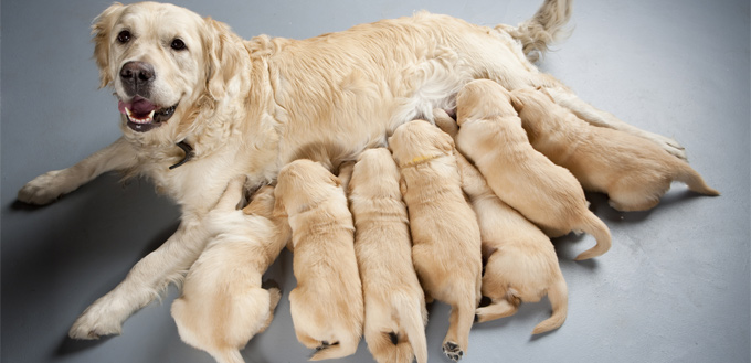 mother dog with her puppies